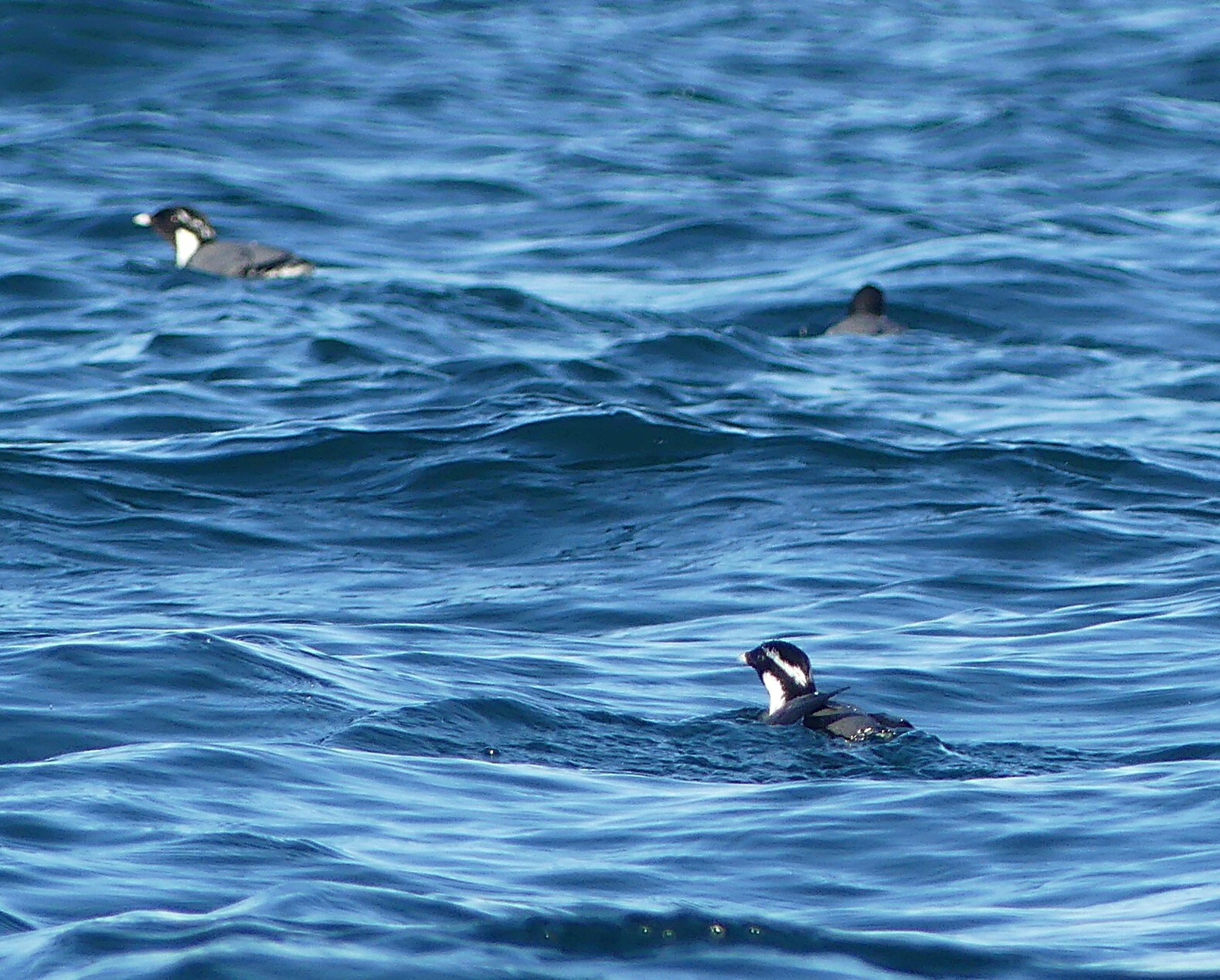 Ancient Murrelet (Synthliboramphus antiquus), photo 5