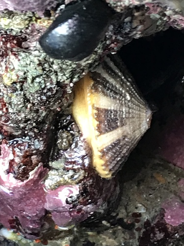Rough Keyhole Limpet