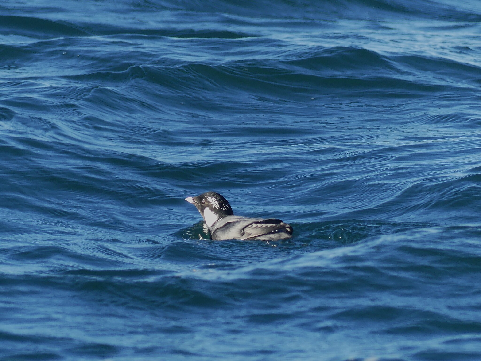 Ancient Murrelet (Synthliboramphus antiquus), photo 2