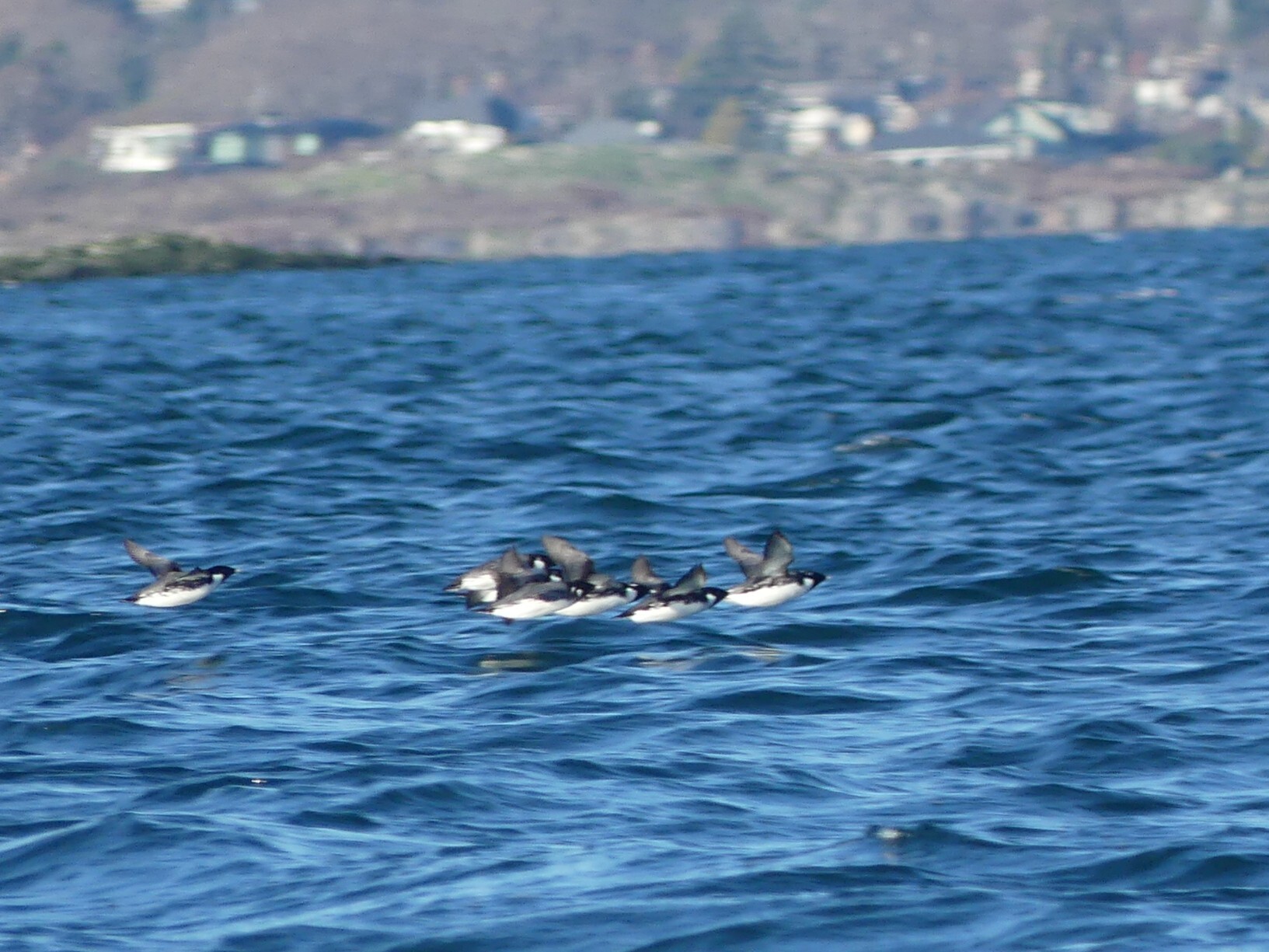 Ancient Murrelet (Synthliboramphus antiquus), photo 4