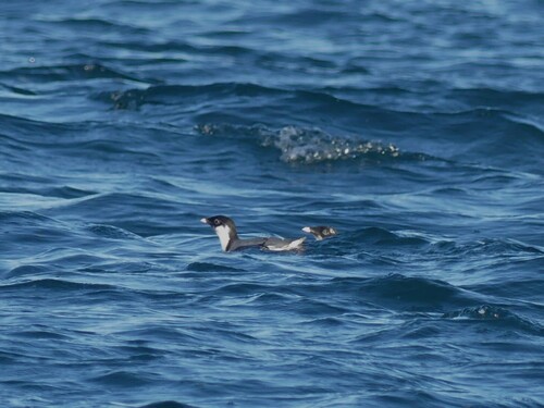 Ancient Murrelet (Synthliboramphus antiquus), photo 3