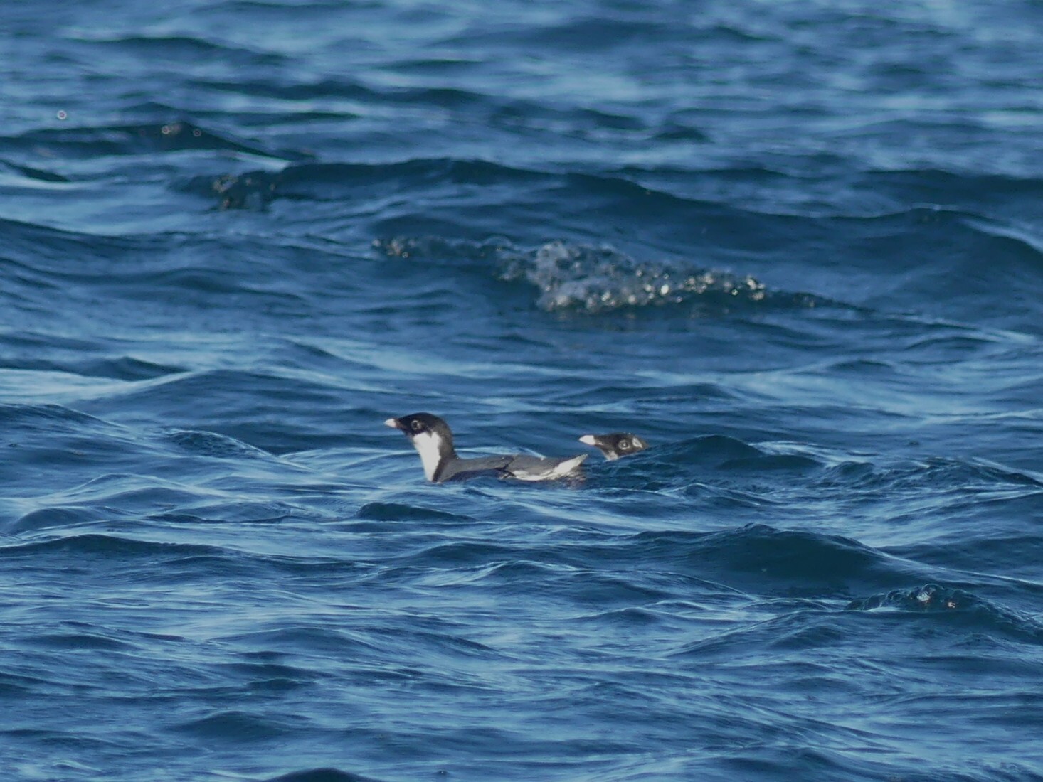 Ancient Murrelet (Synthliboramphus antiquus), photo 3
