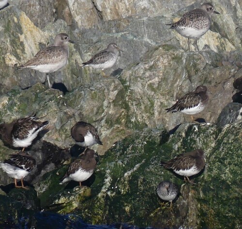 Rock Sandpiper (Calidris ptilocnemis)