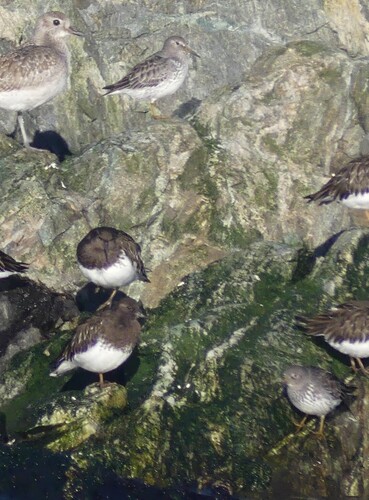 Rock Sandpiper (Calidris ptilocnemis), photo 2