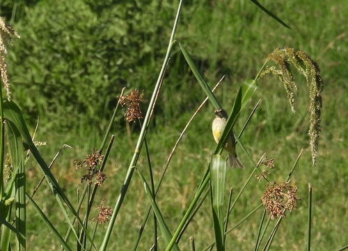 Grassland Yellow Finch (Sicalis luteola), photo 6