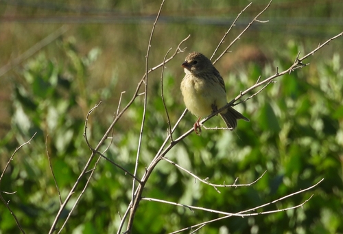 Grassland Yellow Finch (Sicalis luteola), photo 10