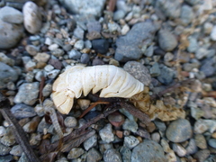 Pacifastacus leniusculus