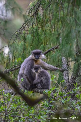 Capped Lutung