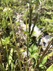 Eleusine coracana