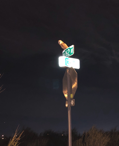 View observation of {o.common_name} on iNaturalist