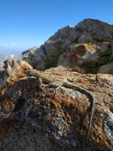 Banded Rock Lizard, Petrosaurus slevini