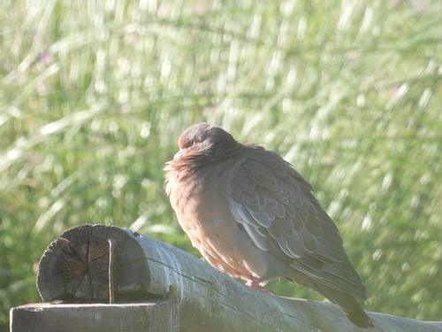 Picazuro Pigeon (Patagioenas picazuro), photo 7