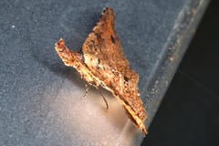 Philogethes metableta