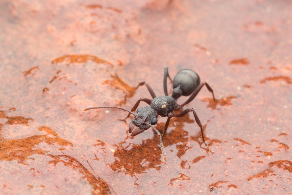Rhytidoponera tyloxys