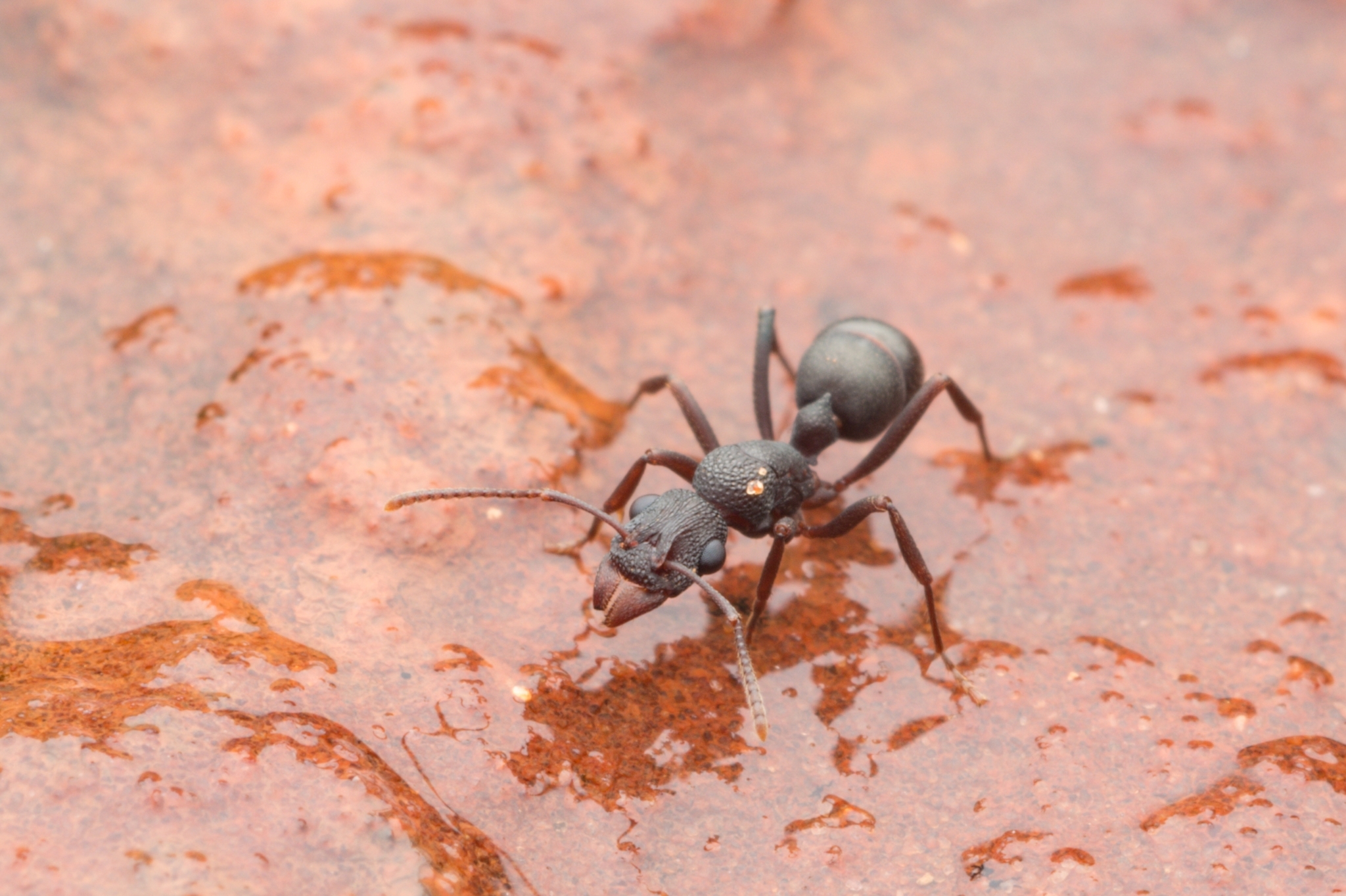 Rhytidoponera tyloxys