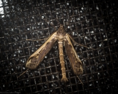 Tanycnema anomala