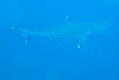 Carcharhinus albimarginatus