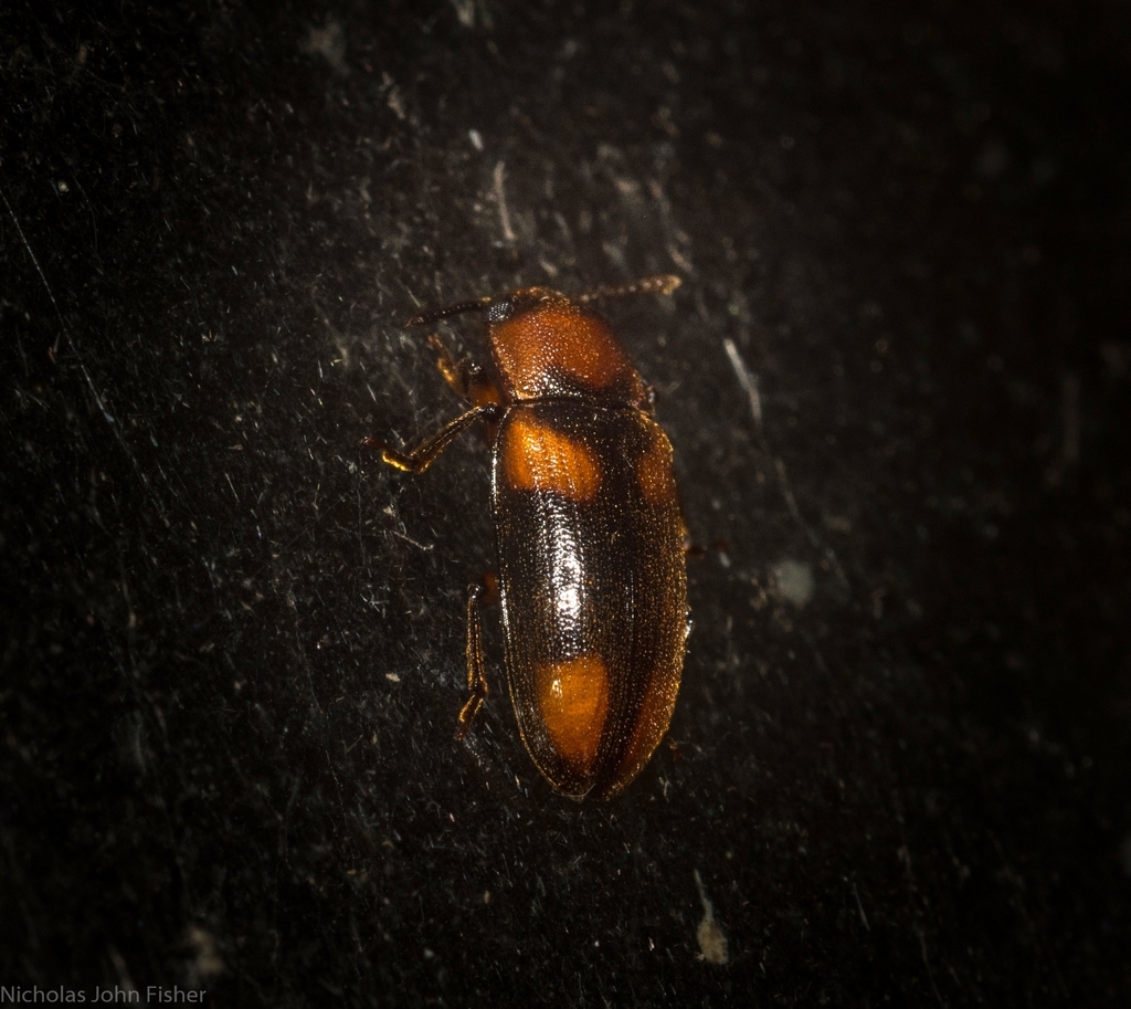Cnecosa