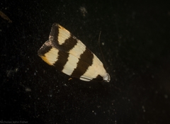 Zonopetala divisella