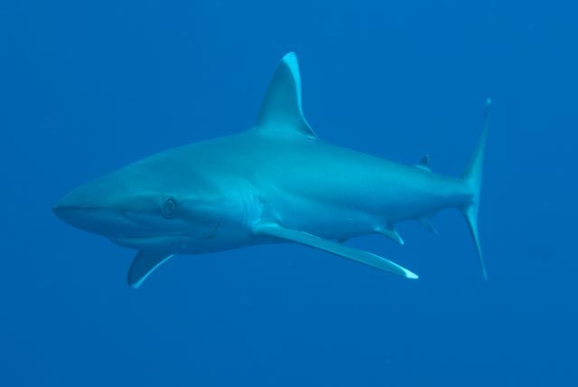 Silvertip shark swimming in open blue water