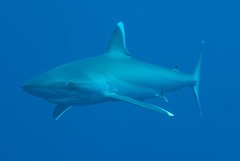 Carcharhinus albimarginatus