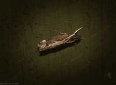 Chaliniastis astrapaea