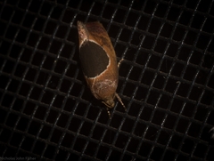 Hoplomorpha abalienella