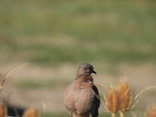 Eared Dove (Zenaida auriculata), photo 8