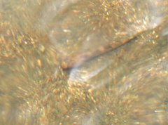 Rhinogobius duospilus