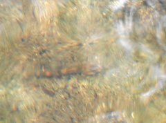 Rhinogobius duospilus