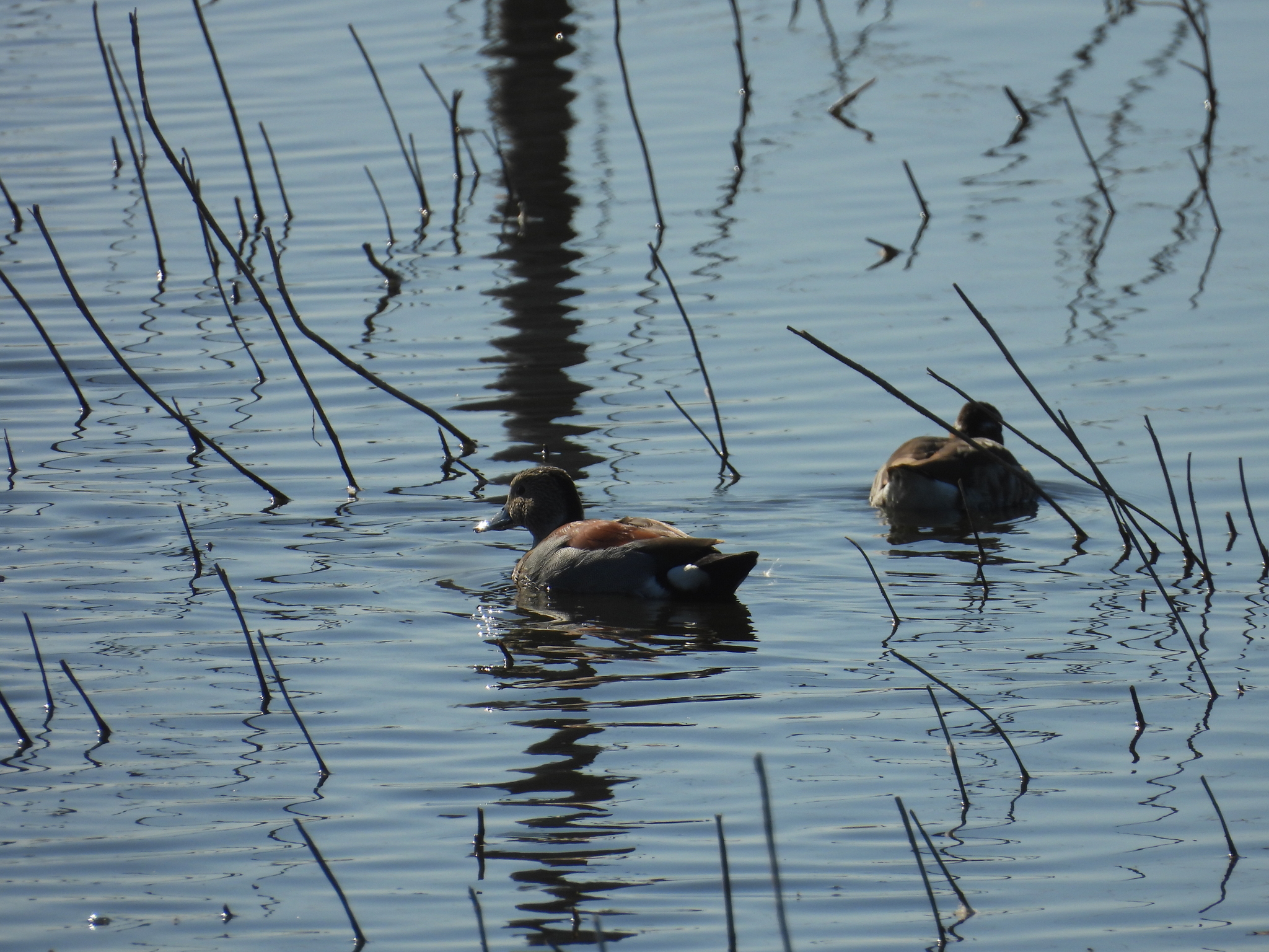 Ringed Teal (Callonetta leucophrys), photo 1