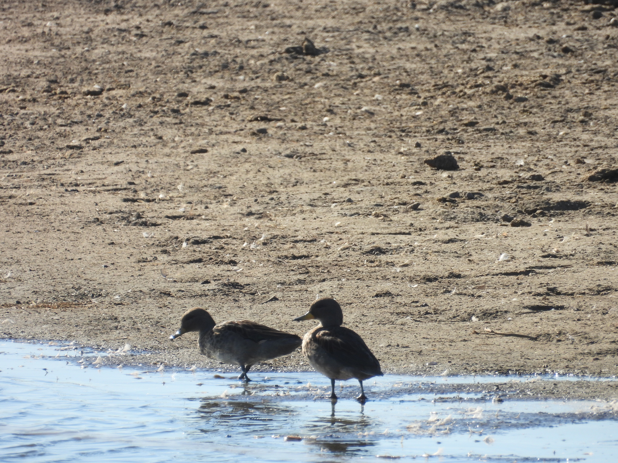 Yellow-billed Teal (Anas flavirostris), photo 3