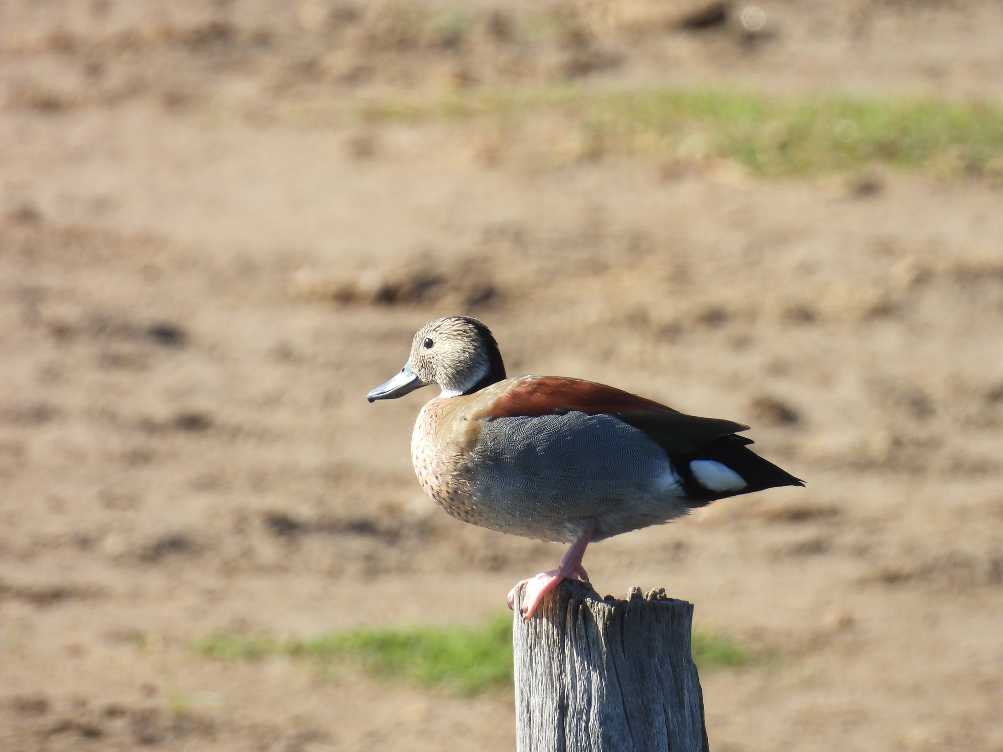 Ringed Teal (Callonetta leucophrys), photo 2