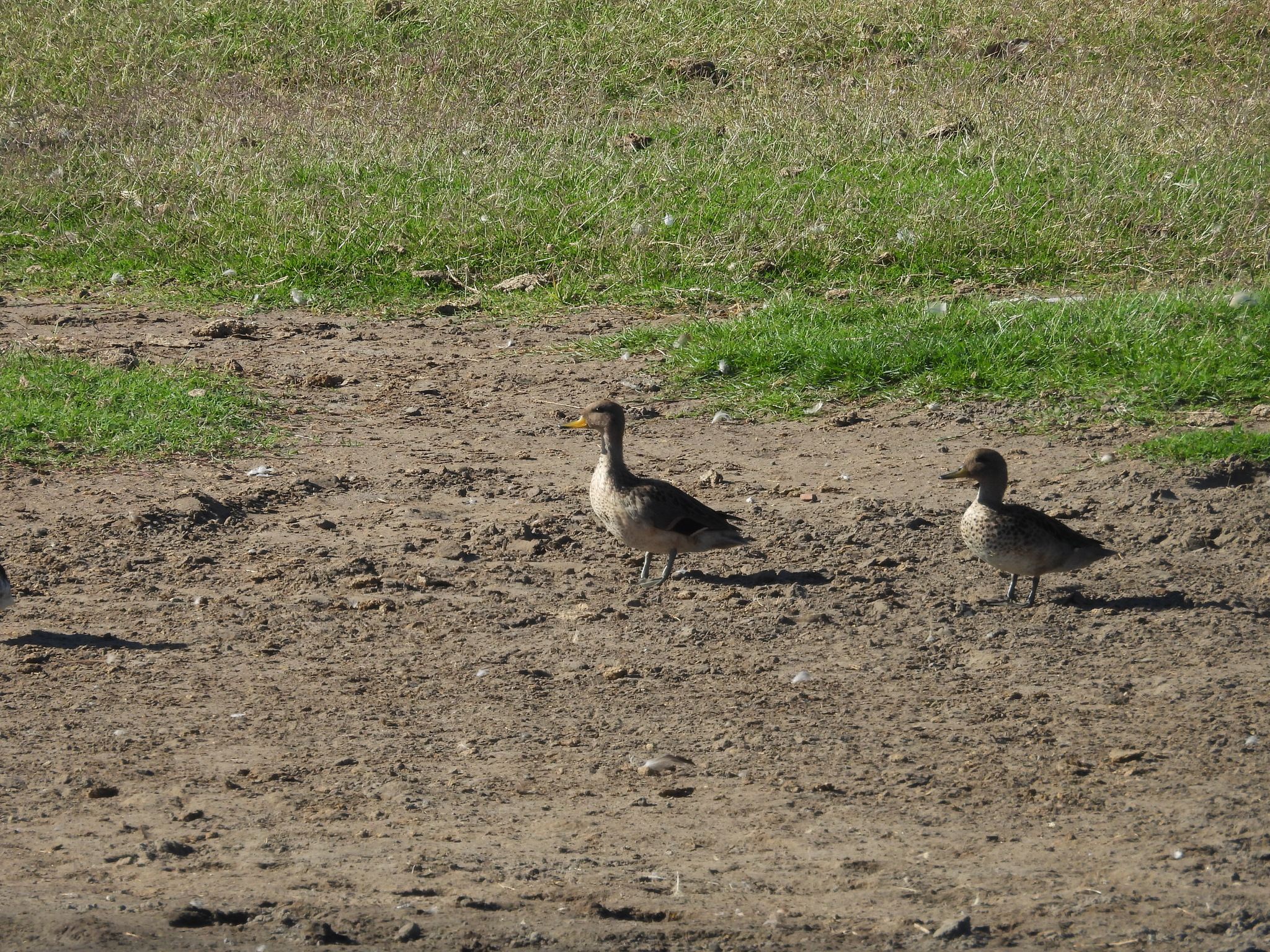 Yellow-billed Teal (Anas flavirostris), photo 4