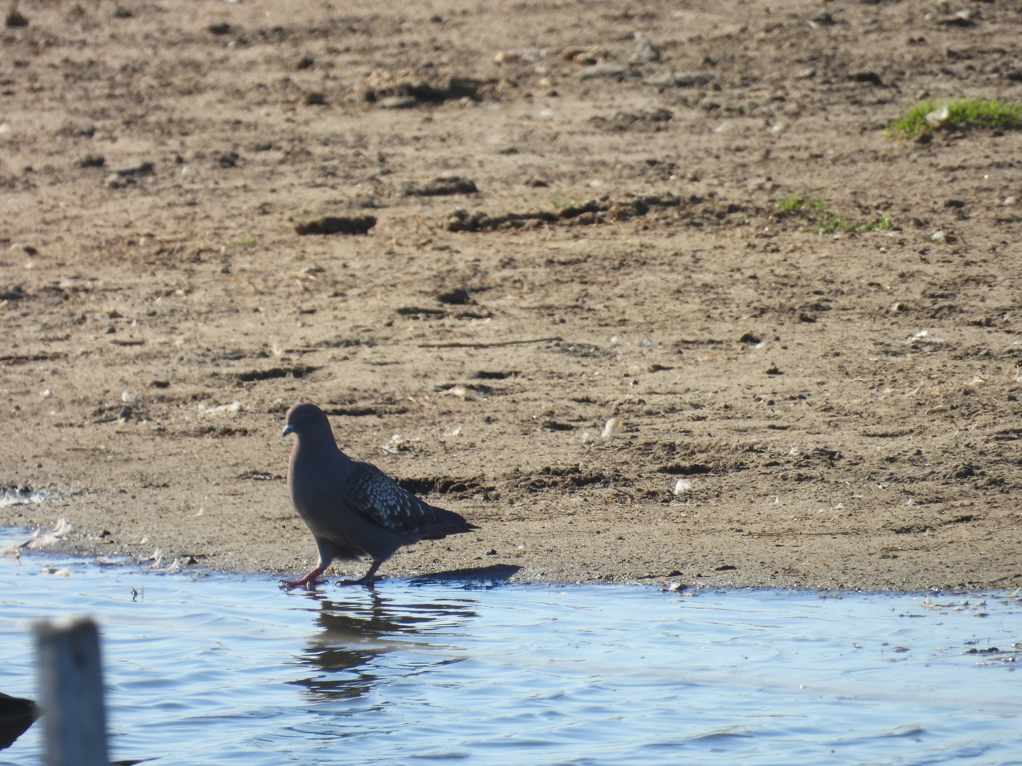 Spot-winged Pigeon (Patagioenas maculosa), photo 2