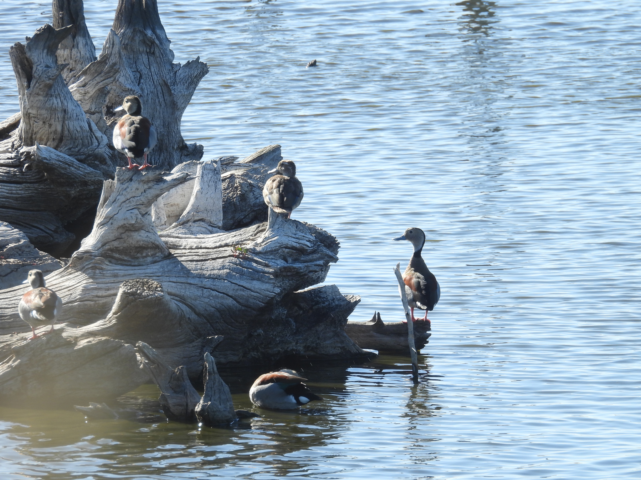 Ringed Teal (Callonetta leucophrys), photo 3