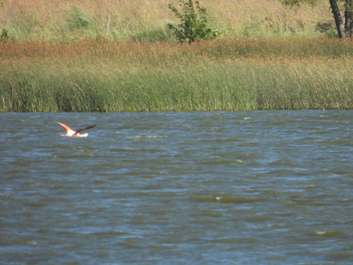 Chilean Flamingo (Phoenicopterus chilensis), photo 7