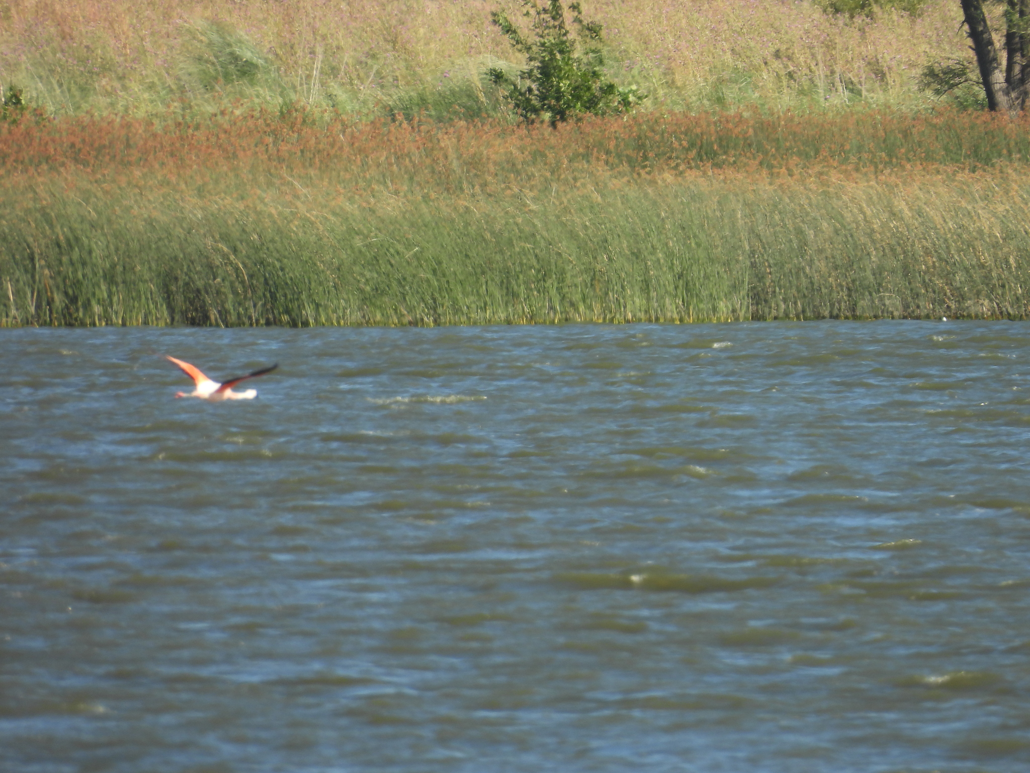 Chilean Flamingo (Phoenicopterus chilensis), photo 7