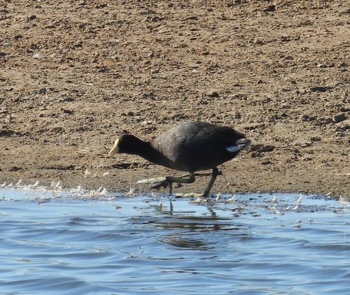 White-winged Coot (Fulica leucoptera), photo 5