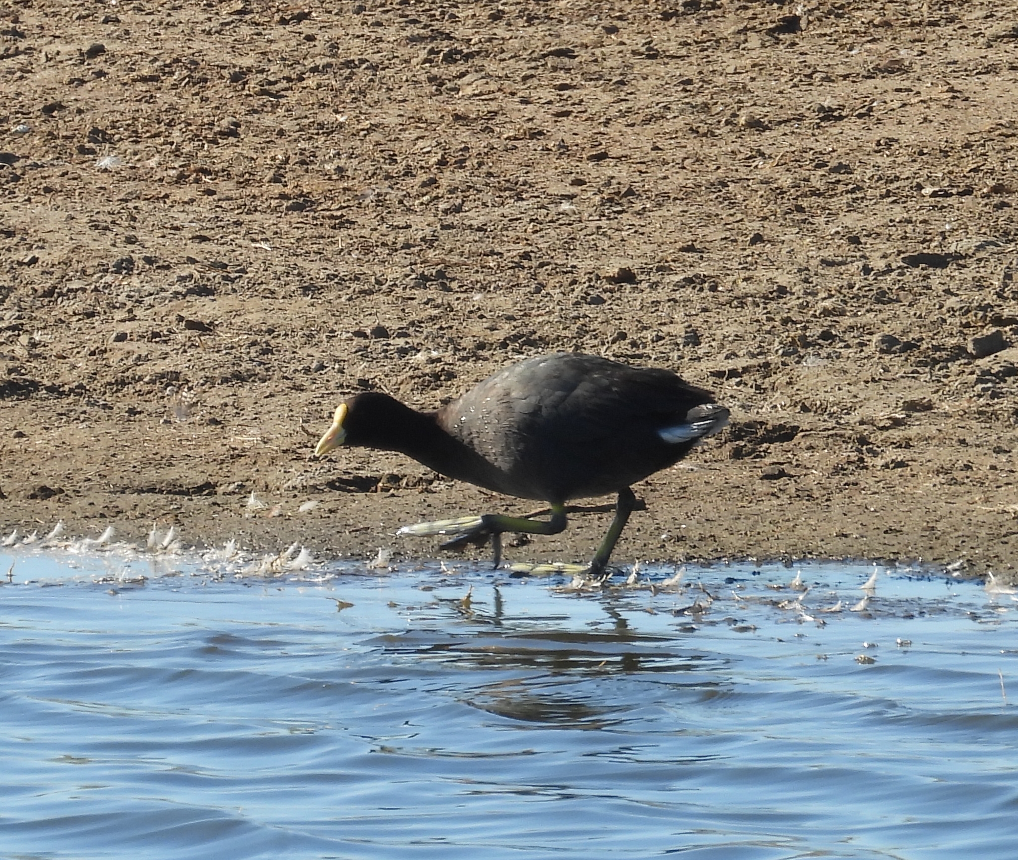 White-winged Coot (Fulica leucoptera), photo 7