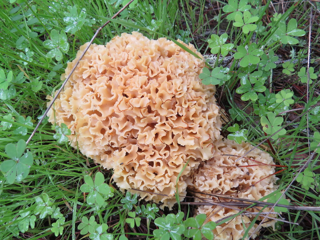 Sparassis radicata · January 2026 · photo: © garth_harwood (iNaturalist, cc-by)