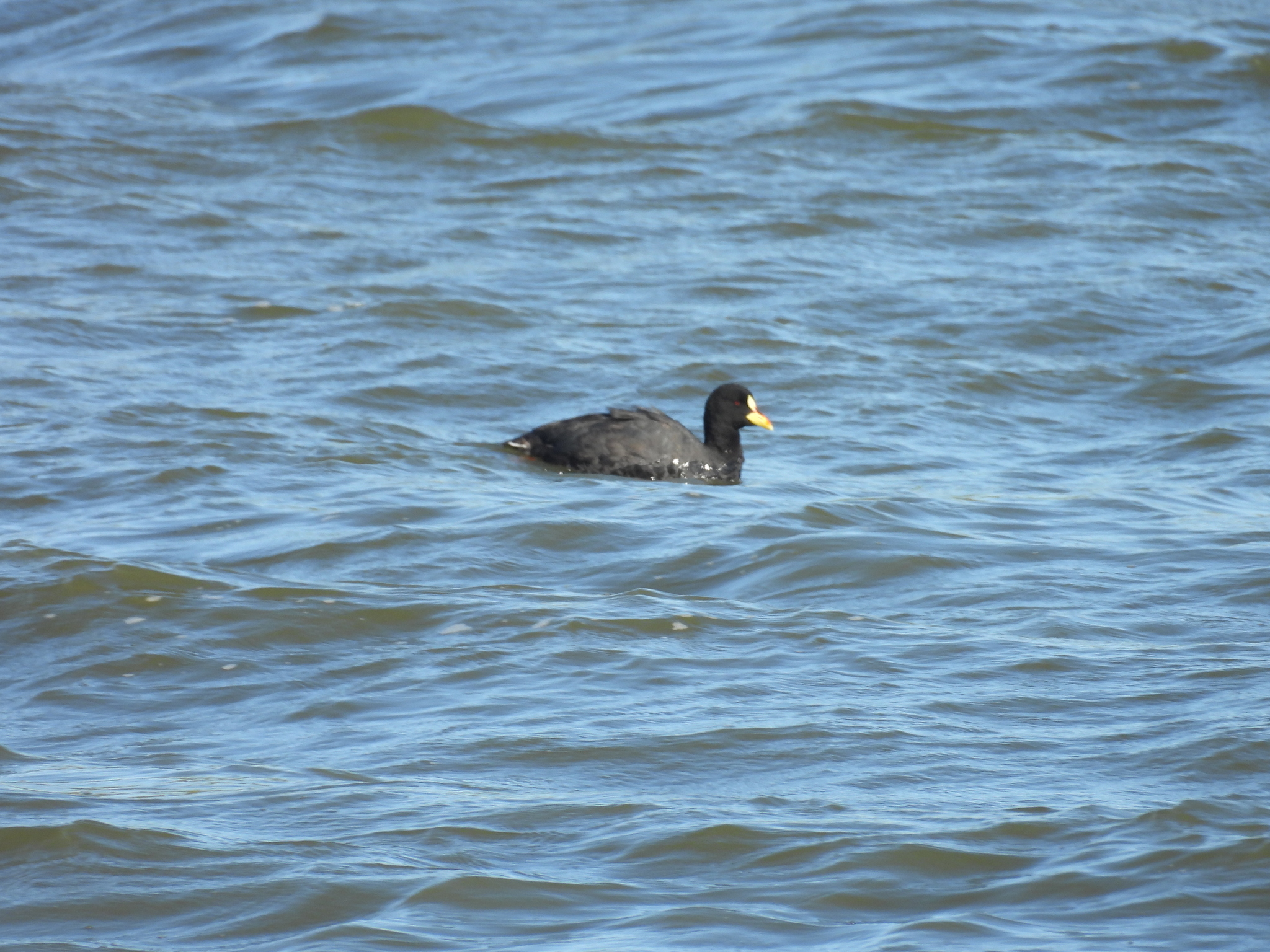 Red-gartered Coot (Fulica armillata), photo 5
