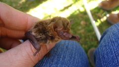 Eptesicus diminutus