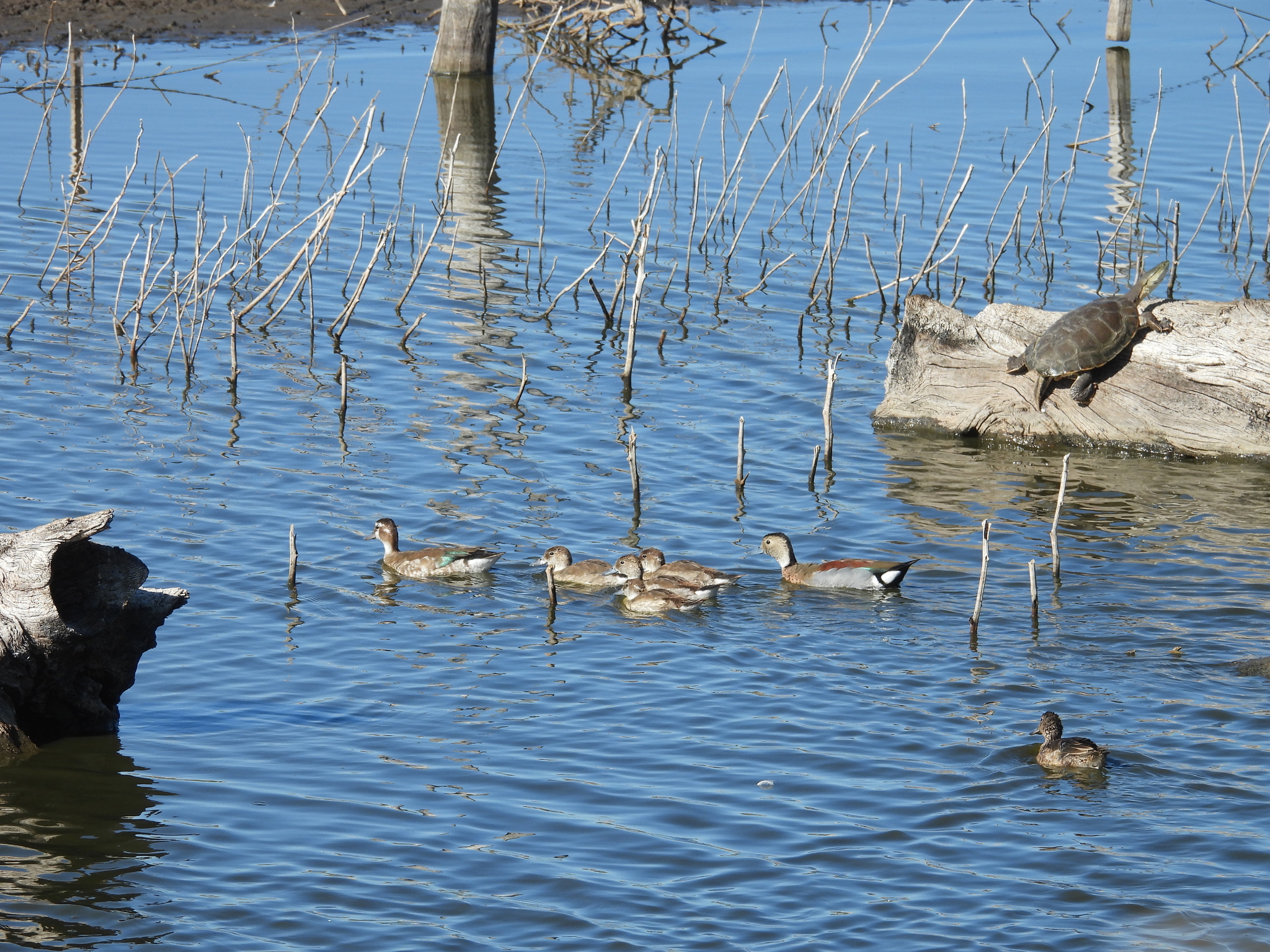 Ringed Teal (Callonetta leucophrys), photo 4