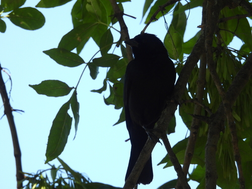 Screaming Cowbird (Molothrus rufoaxillaris), photo 9