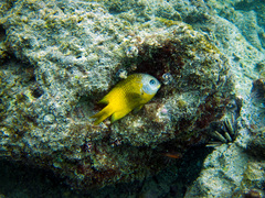 Galapagos Gregory photo 4