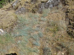 Festuca roemeri