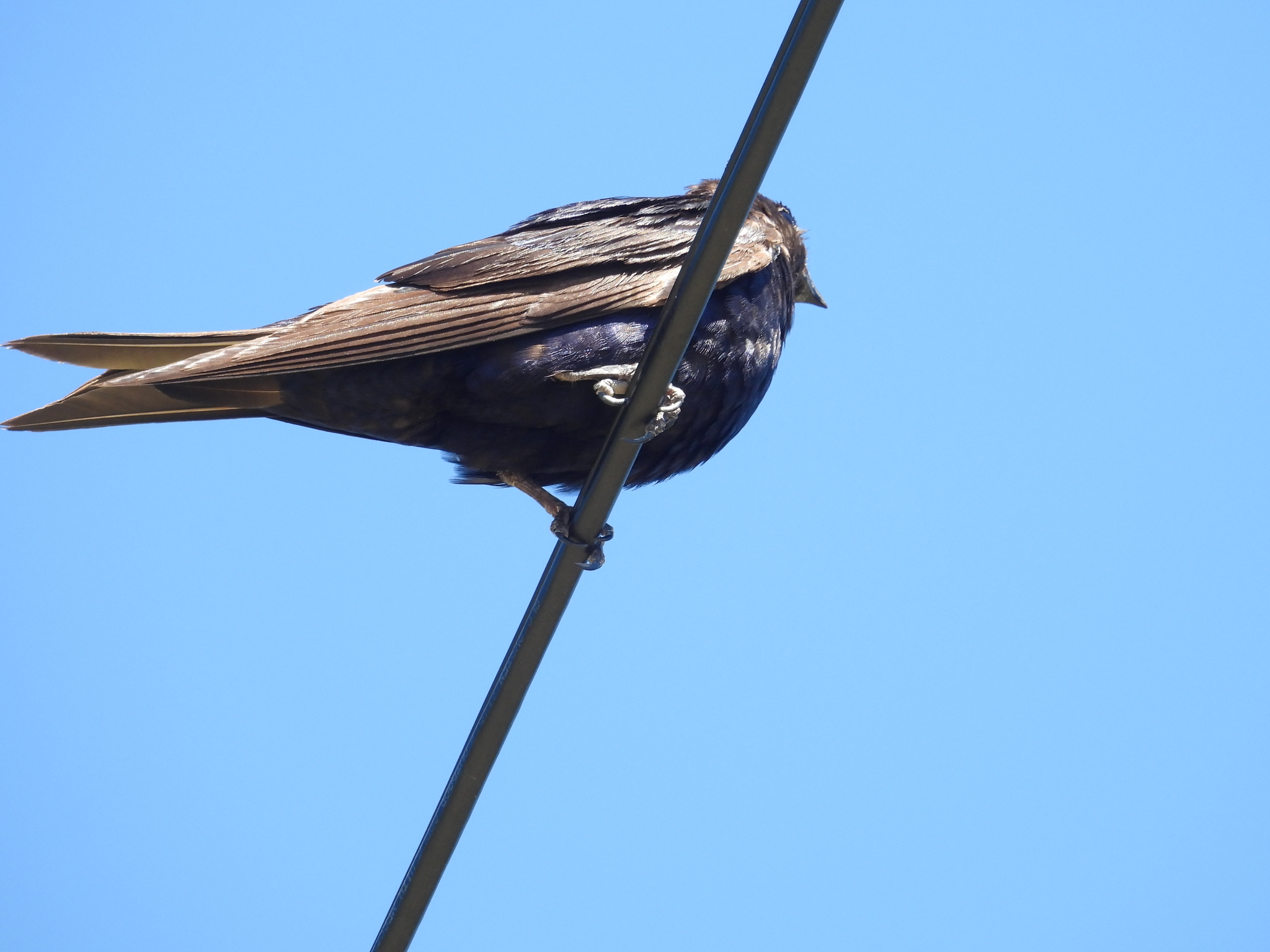 Southern Martin (Progne elegans), photo 4