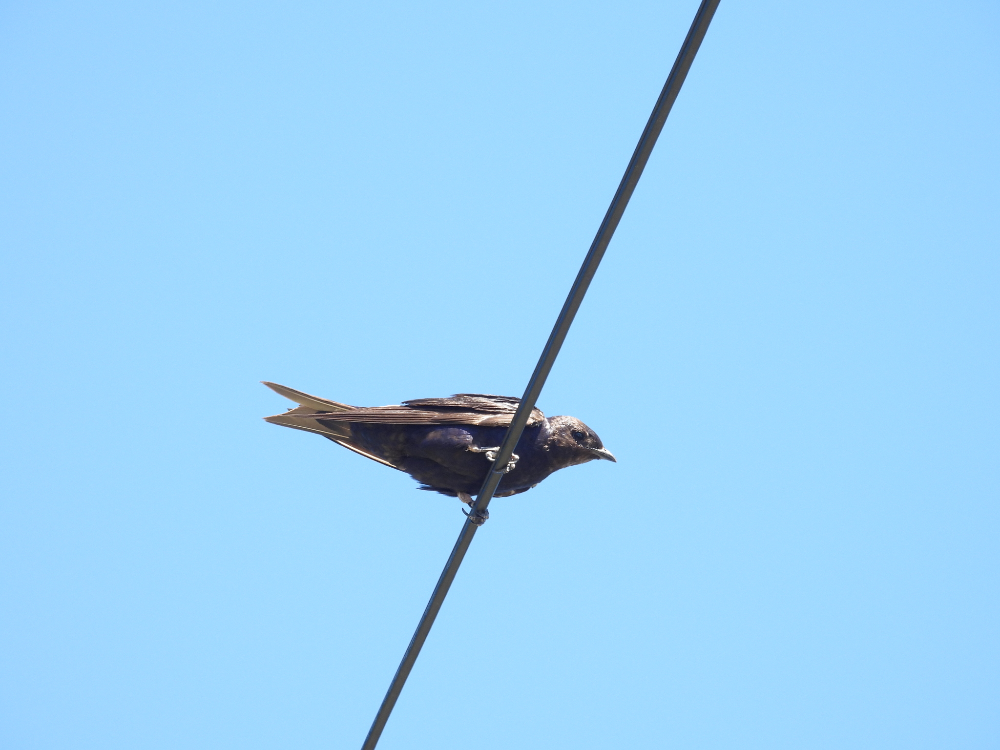 Southern Martin (Progne elegans), photo 3