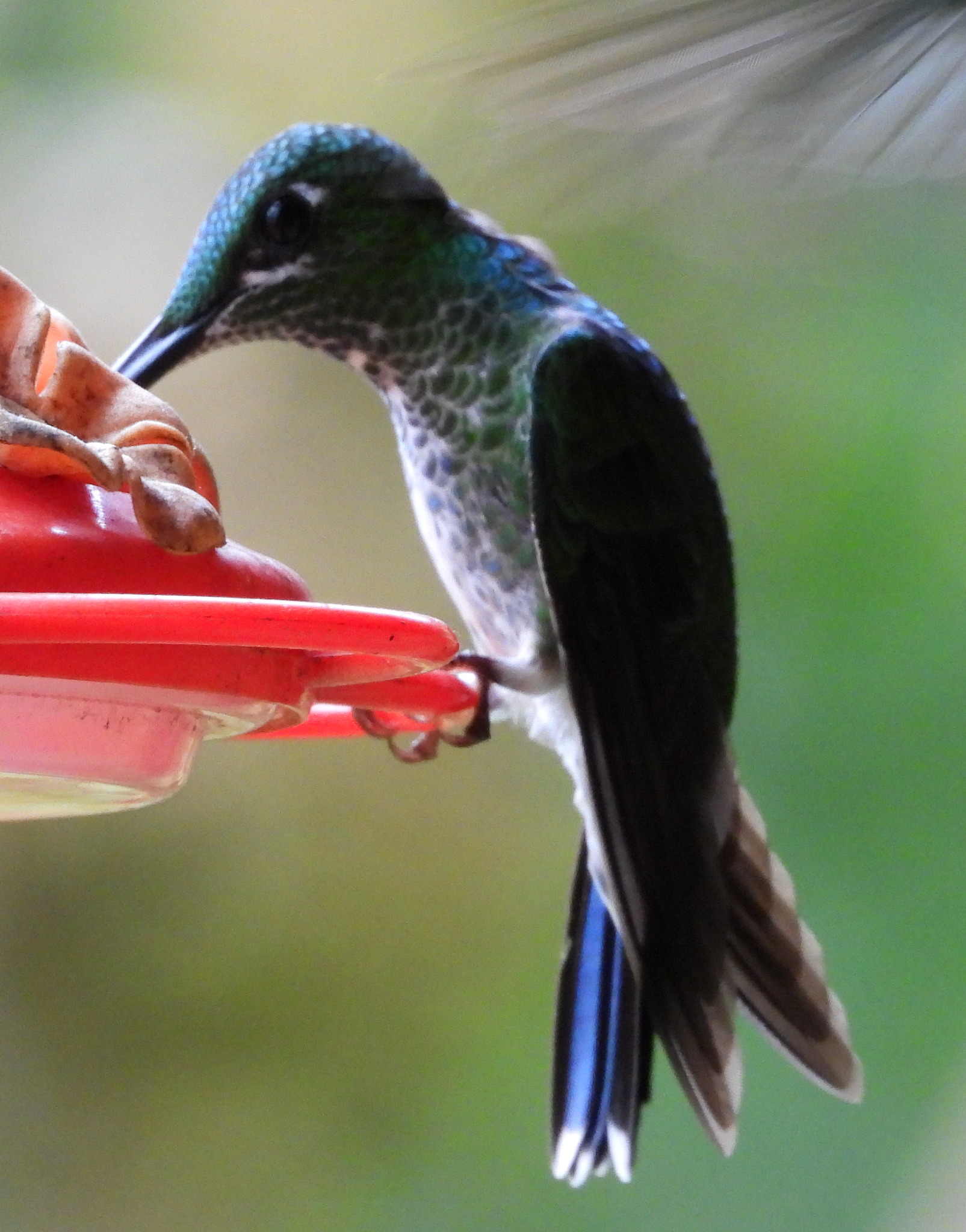 Green-crowned Brilliant (Heliodoxa jacula), photo 5